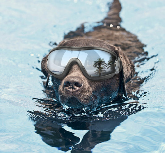 UV-Protective Dog Goggles – Waterproof, Windproof & Stylish Pet Eyewear
Protect your pup’s eyes in style! These dog goggles are built for adventure—offering UV protection, waterproofing, wind resistance, and comfort in one sporty package.