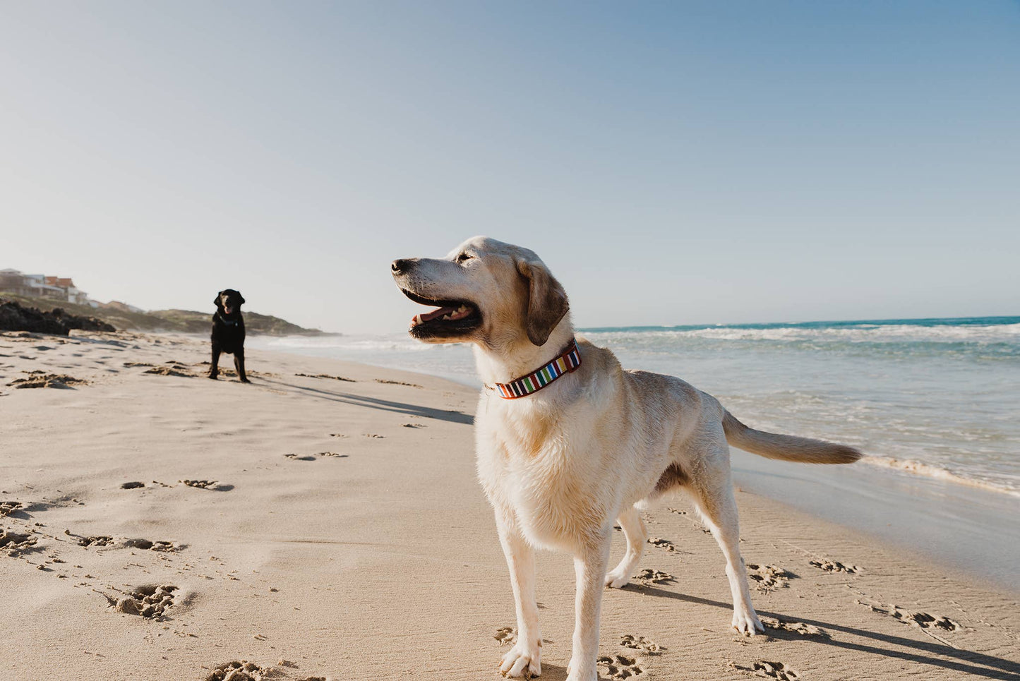 Neoprene Dog Collar - SCOOBY