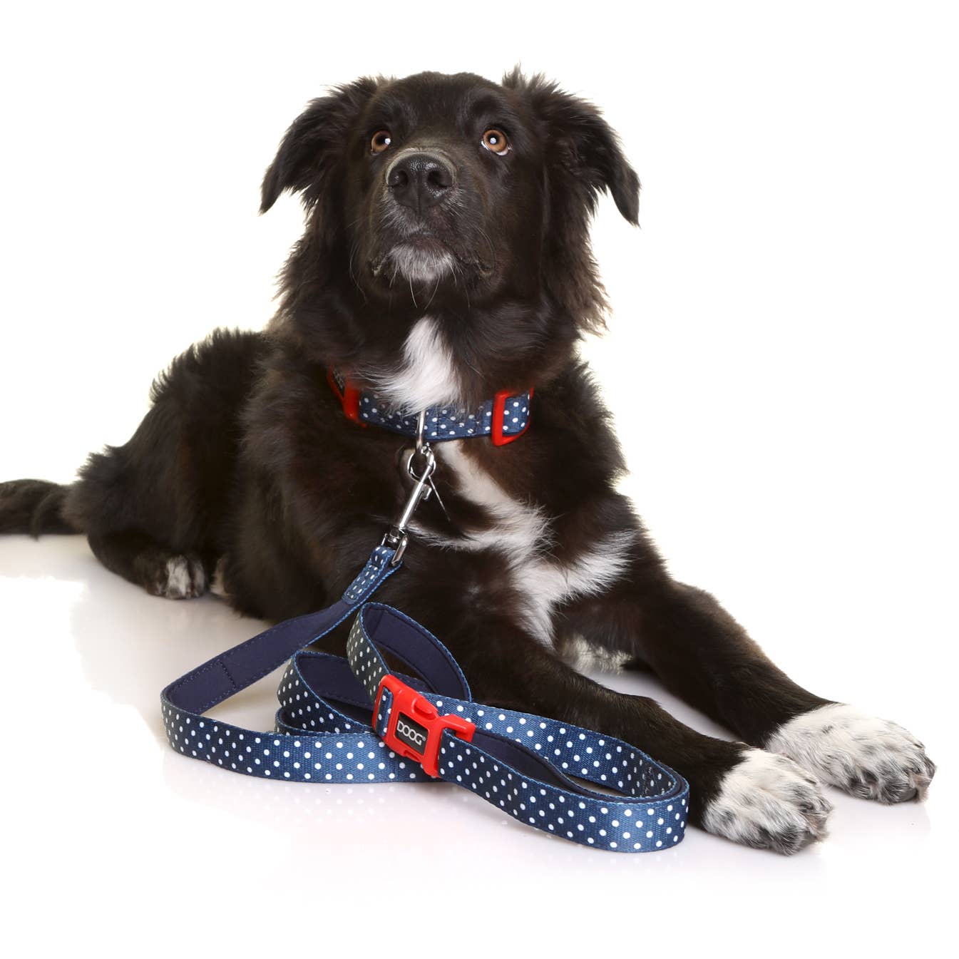 Neoprene Dog Collar - STELLA