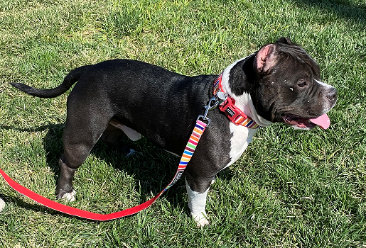 Neoprene Dog Collar - SCOOBY